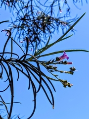 Eriodictyon altissimum