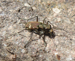 Cicindela sylvicola
