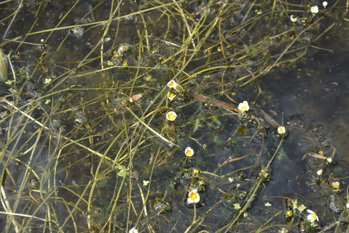 Image of Ranunculus circinatus by no rights reserved