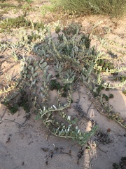 Convolvulus secundus