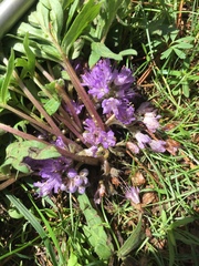 Hydrophyllum alpestre