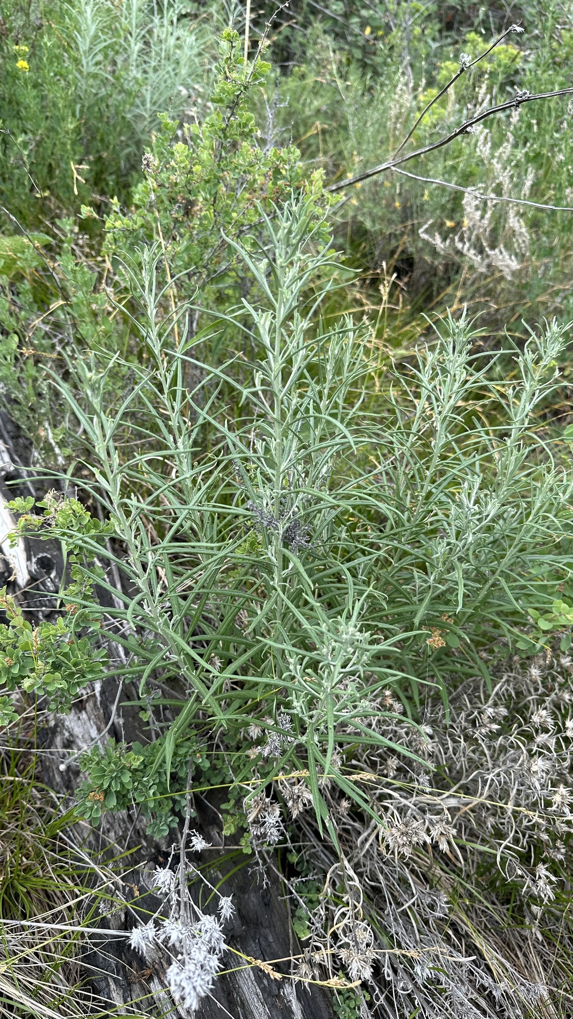 Saussurea