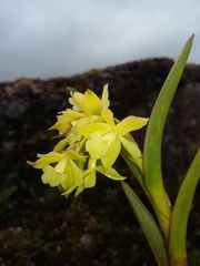 Epidendrum zipaquiranum