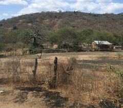 Ceiba trischistandra
