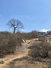 Ceiba trischistandra