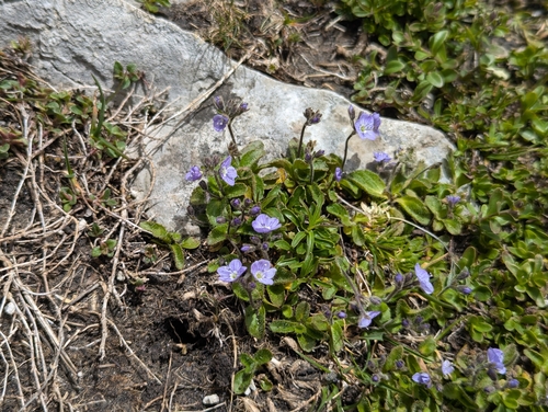 Image of Veronica aphylla by (c) Elias, some rights reserved (CC BY)