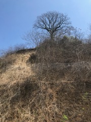 Ceiba trischistandra