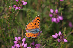 Lycaena alciphron gordius
