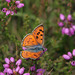 Lycaena alciphron gordius - Photo (c) jkt, some rights reserved (CC BY-NC), uploaded by jkt