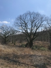 Ceiba trischistandra