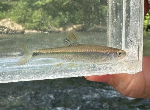 Tricolor Shiner