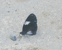 Euploea radamanthus