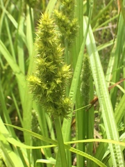 Carex stipata