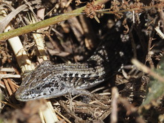 Elgaria coerulea coerulea