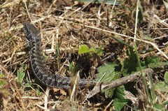 Elgaria coerulea coerulea
