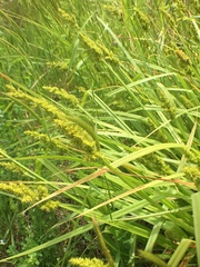 Carex stipata