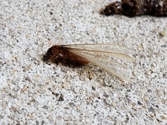 Coptotermes formosanus