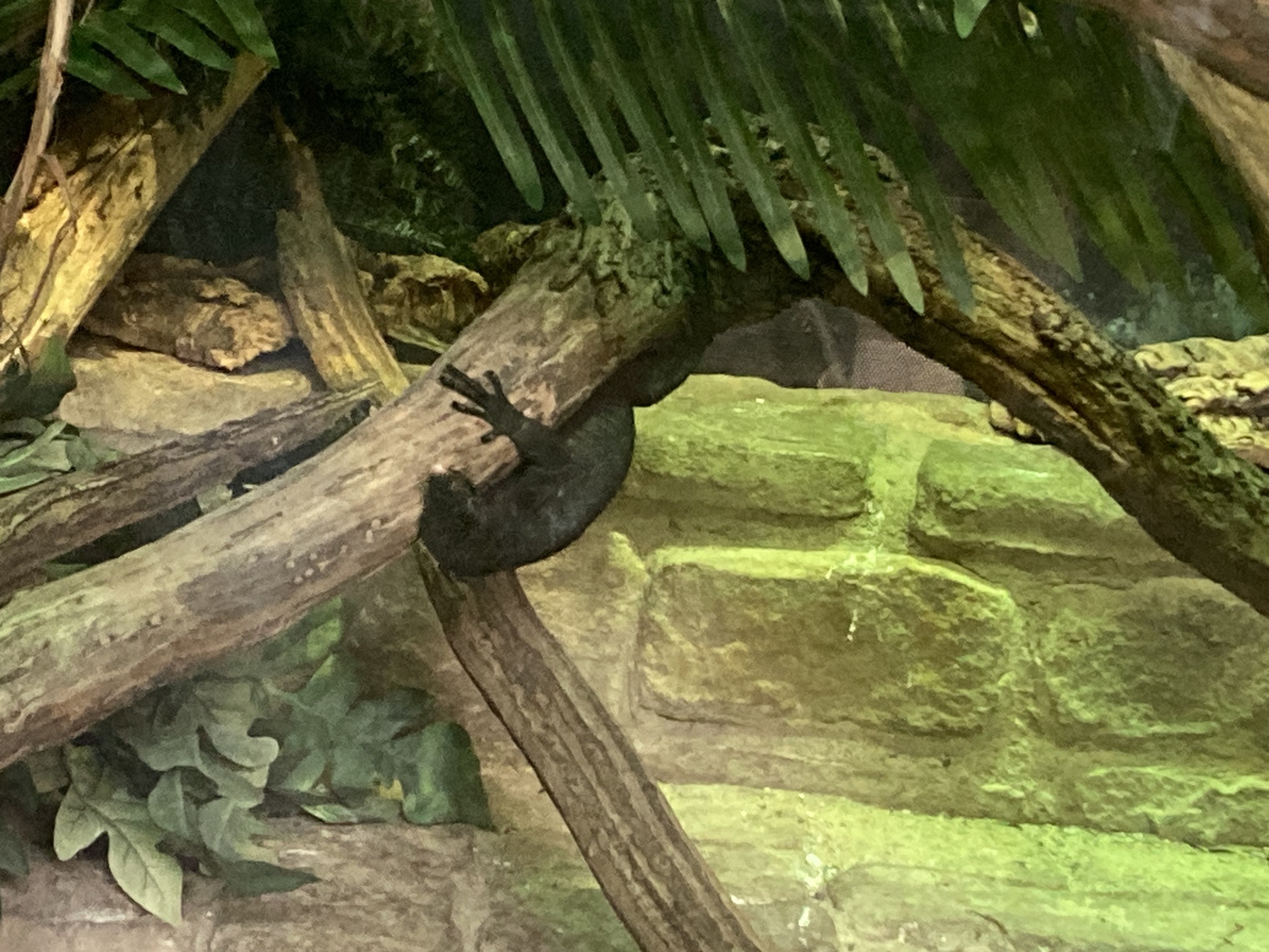black tree monitor, schwarzer baumwaran, schwarzer smaragdwaran