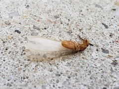 Coptotermes formosanus