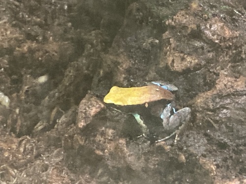 Blue-legged Mantella, Mantella expectata