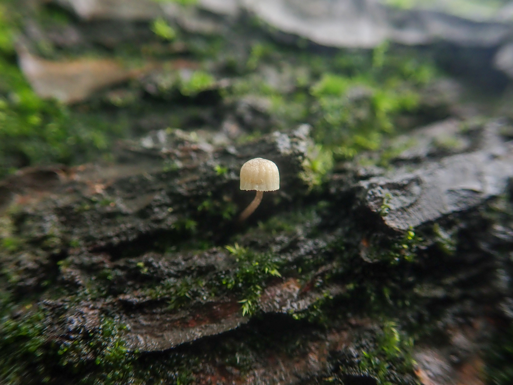 Mycena · June 2024 · photo: © tbc_watanabe (iNaturalist, cc-by)