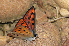 Lycaena alciphron gordius