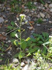 Capsella bursa-pastoris