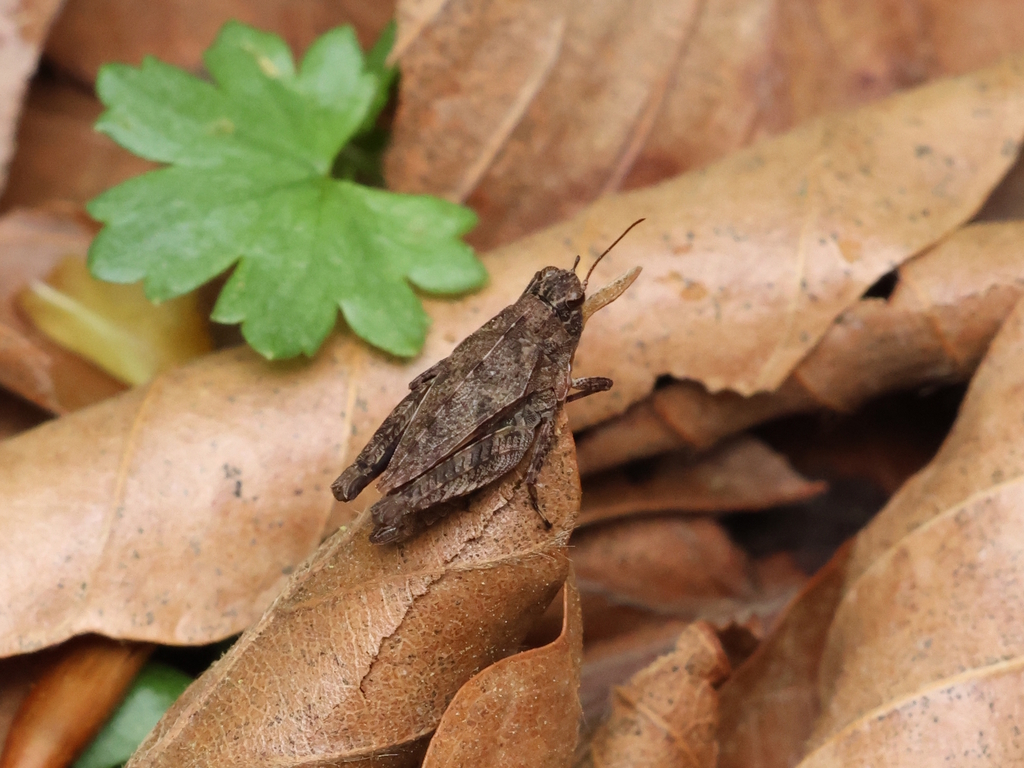 Tetrix nikkoensis