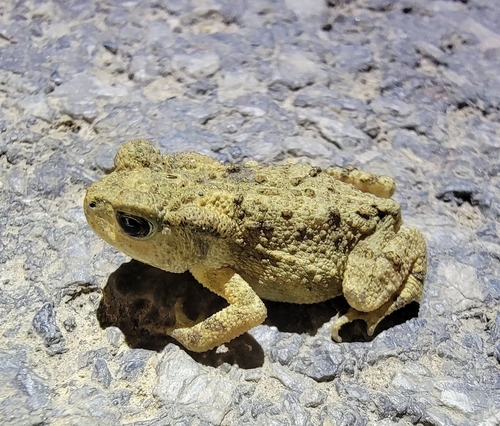 Asiatic Toad
