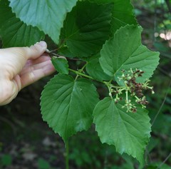 Viburnum bracteatum