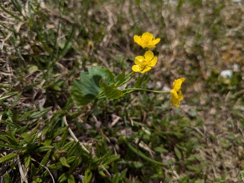 Image of Ranunculus hybridus by (c) Elias, some rights reserved (CC BY)