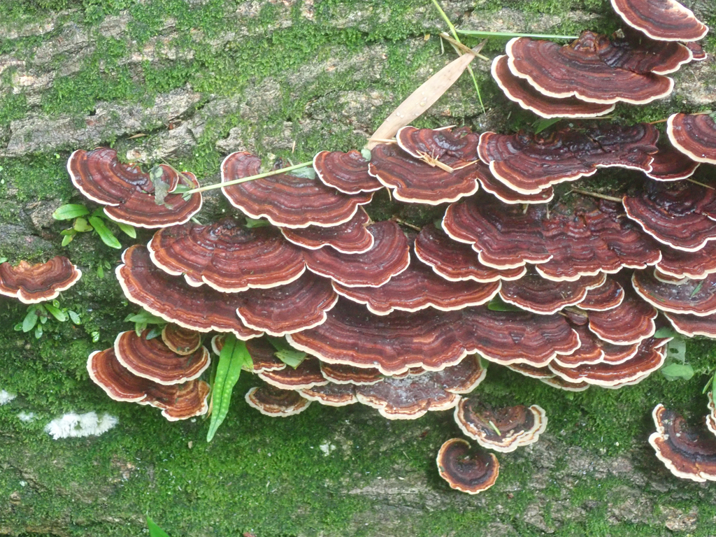 Microporus affinis · June 2024 · photo: © tbc_watanabe (iNaturalist, cc-by)