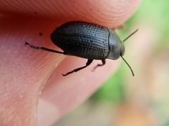 Asiopus minimus