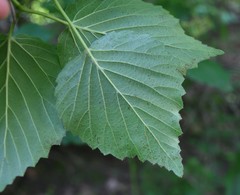Viburnum bracteatum