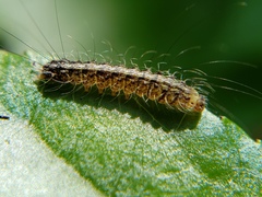 Litoprosopus futilis