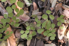 Adiantum tricholepis