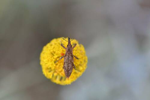 Gasteroclisus augurius