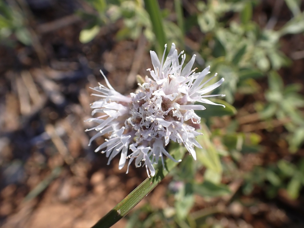 Monardella ovata