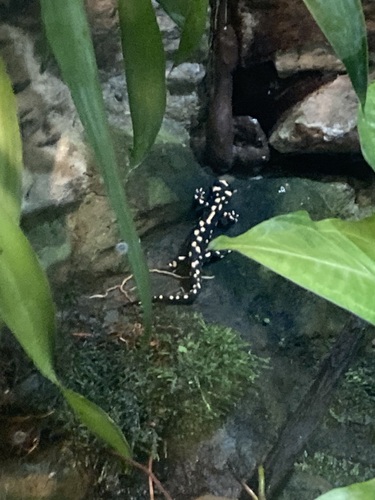 Kaiser Newt, Neurergus kaiseri