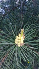 Pinus sylvestris