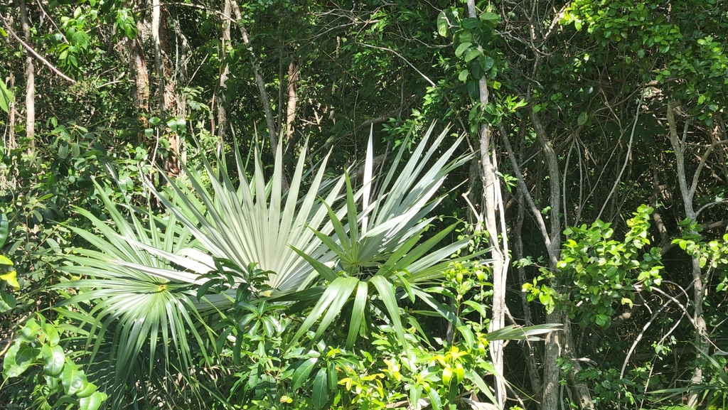 Coccothrinax argentea; photograph author not stated, no rights reserved