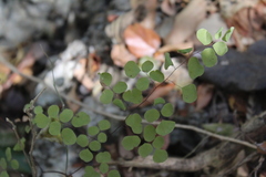 Adiantum tricholepis