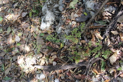 Adiantum tricholepis