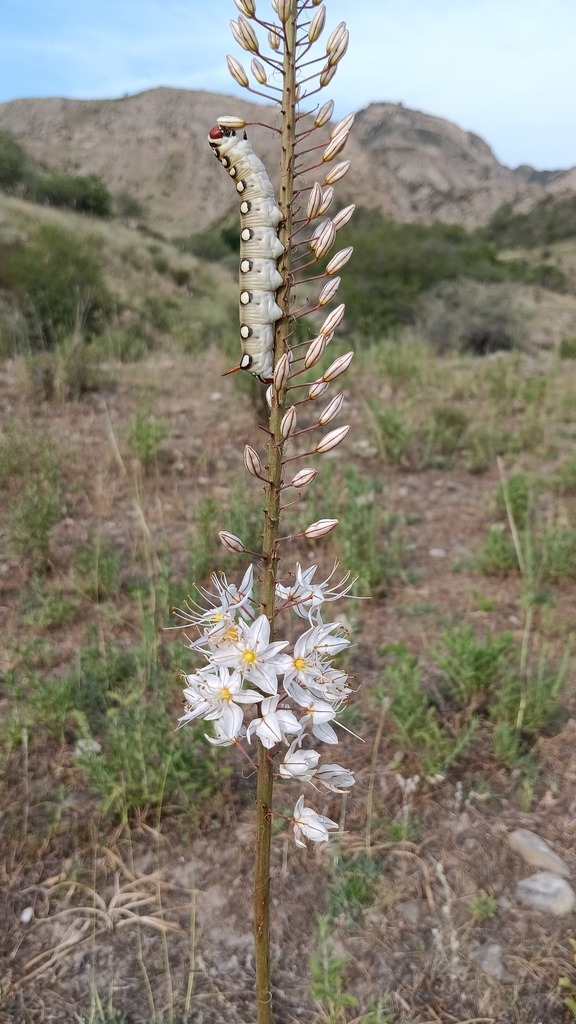 Eremurus tianschanicus from Аксыйский район, Кыргызстан on June 23 ...