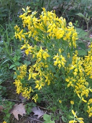 Genista germanica
