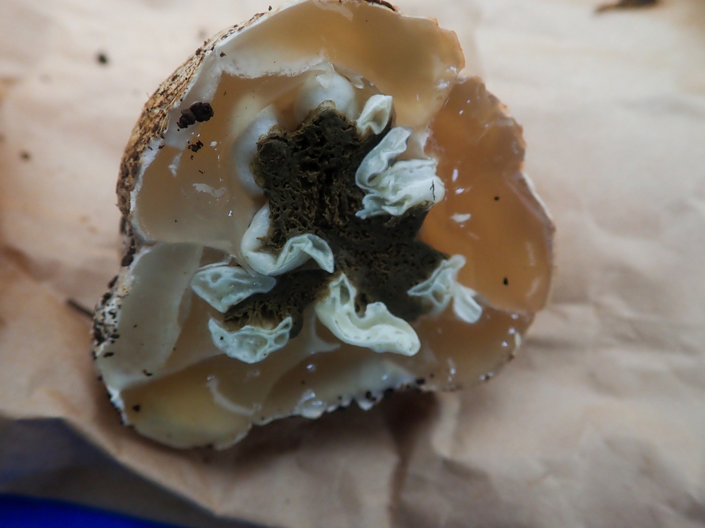 Ileodictyon gracile · June 2024 · photo: © tbc_watanabe (iNaturalist, cc-by)