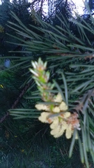 Pinus sylvestris