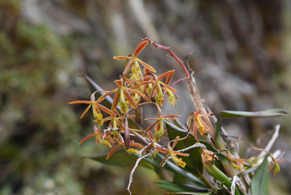 Epidendrum carlos-uribei Hágsater & E.Santiago 4