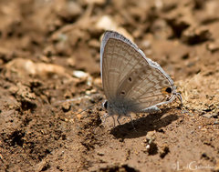 Catochrysops panormus