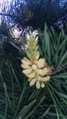 Pinus sylvestris